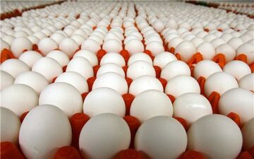 قیمت تخم مرغ چند؟