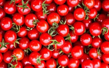 قیمت نهایی گوجه فرنگی مشخص شد 