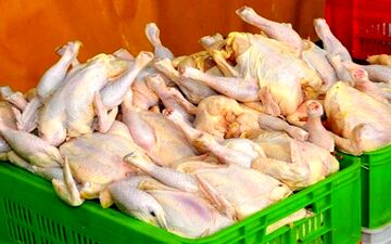  قیمت مرغ پر کشید