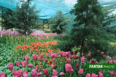 گزارش تصویری از پیاده راه لاله برای مادران 