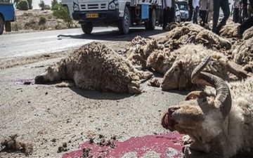 برخورد کامیون با گله احشام در جغتای 36 رأس گوسفند را تلف کرد