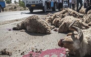 برخورد کامیون با گله احشام در جغتای 36 رأس گوسفند را تلف کرد