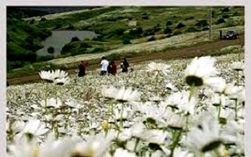 برگزاری جشنواره گل های بابونه در اردبیل+ فیلم