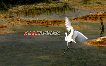 طبیعت بکر و زیبای گهواره و دالاهو به روایت تصویر
