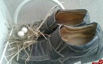 پسری که پا در کفش پدرش گذاشت