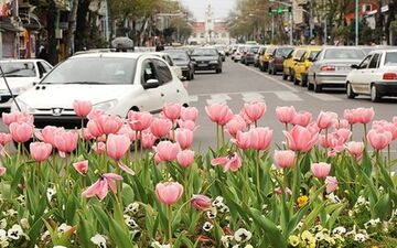 قرارداد تولید گل لاله به نام ارومیه با شرکت هلندی امضا شد 