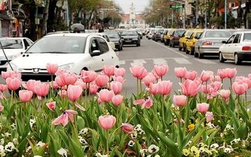 قرارداد تولید گل لاله به نام ارومیه با شرکت هلندی امضا شد 