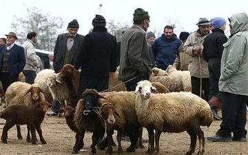 
قیمت دام زنده امروز 2 دی 1402
