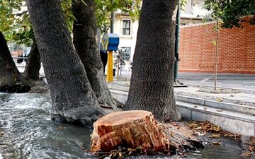 سقوط درخت در خیابان شهروند هشتم؛ مسیر ایمن سازی شد