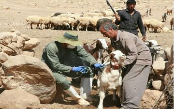  واکسینه دامهای عشایر مستقر در غرب کشور توسط ۱۰ اکیپ عملیاتی