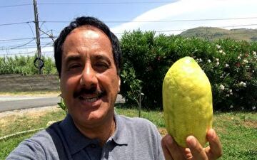 گزارش موبایلی معصومی‌نژاد درباره میوه بالنگ