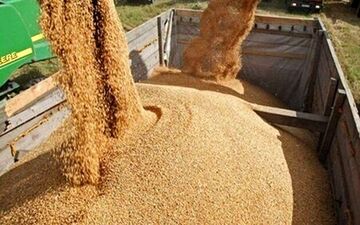 ممنوعیت خرید و فروش گندم در این کشورها 