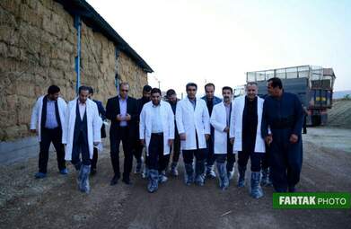 گزارش تصویری بازدید از گاوداری 1000رأسی کاوات در روستای حسن آباد از توابع شهرستان روانسر