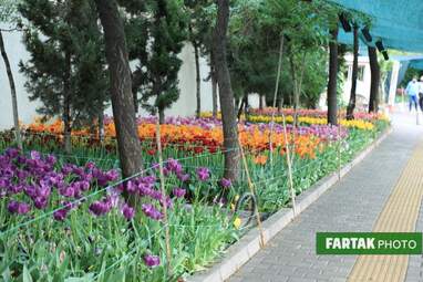گزارش تصویری از پیاده راه لاله برای مادران 