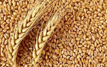 توضیح شرکت بازرگانی دولتی در باره گندم های وارداتی
