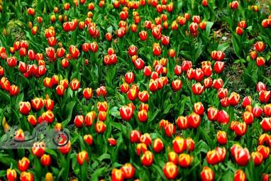  باغ ایرانی  بوستان  لاله های رنگین 