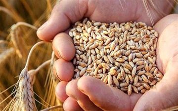 قیمت جهانی گندم کاهش یافت