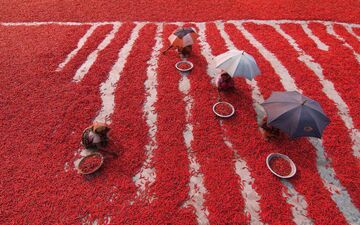 تصویری خاص از برداشت فلفل قرمز
