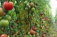 تولید سالانه بیش از یک میلیون ۸۹۰ هزار تن محصولات زراعی و دامی در کرمانشاه                       