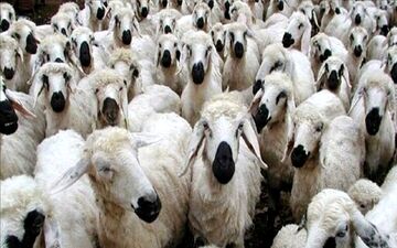 قیمت جدید دام زنده + جدول
