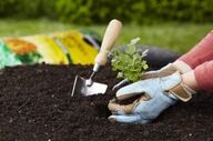 برای تزیین خانه از این گیاهان زینتی نخرید!