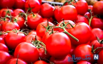 عوارض صادراتی گوجه فرنگی افزایش یافت