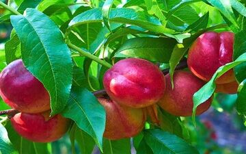 هسته این میوه سمی است!

