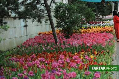 گزارش تصویری از پیاده راه لاله برای مادران 