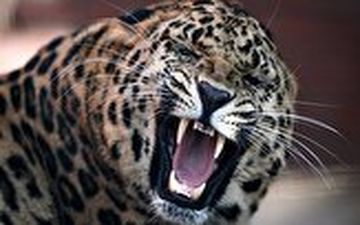 دریده شدن سگ نگهبان توسط پلنگ