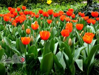  باغ ایرانی  بوستان  لاله های رنگین 