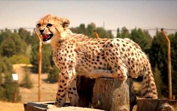  ادعای ترخیص "پیروز" از بیمارستان کذب است 