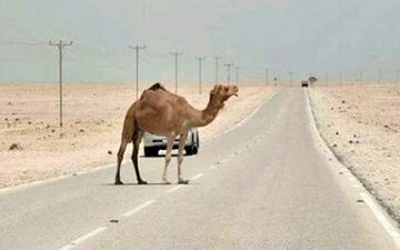 مرگ 2 صدرنشین خودرو در اثر برخورد با شتر/ شتر زنده ماند!