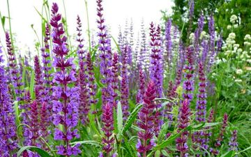 از خواص معجزه‌ آسای این گیاه برای تقویت حافظه خبر دارید؟

