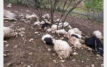 80 راس دام با برخورد صاعقه تلف شد+فیلم