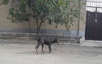 سگ‌های بلاصاحب پرند بازهم حادثه آفریدند