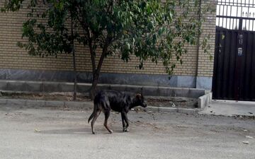 سگ‌های بلاصاحب پرند بازهم حادثه آفریدند