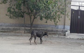 سگ‌های بلاصاحب پرند بازهم حادثه آفریدند