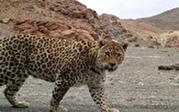 لحظه حمله ناگهانی پلنگ به سگ خانگی
