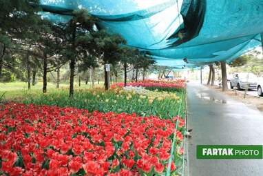 گزارش تصویری از پیاده راه لاله برای مادران 