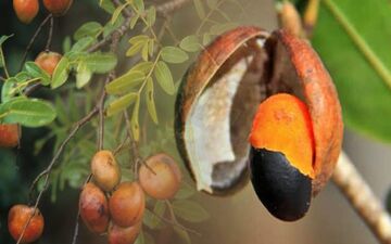 درباره روغن کوپایبا چه می دانید؟خاصیت های که نمیدانید 