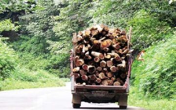 قاچاق چوب در آمل با پوشش خانوادگی