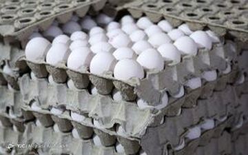 
اعلام قیمت دولتی مرغ و تخم مرغ در بازار شب
