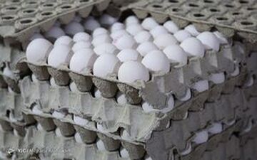 

قیمت تخم مرغ شکست
