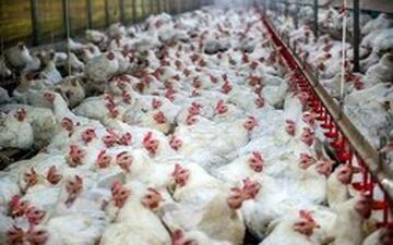 دستگیر اخلالگر 135 میلیردی بازار مرغ 
