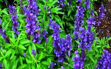 خواص معجزه‌آسای این گیاه برای تقویت حافظه