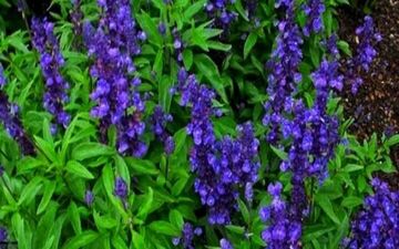 خواص معجزه‌آسای این گیاه برای تقویت حافظه