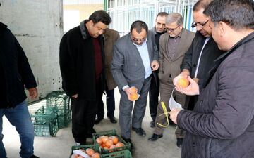 هر کیلو پرتقال 4500 تومان و سیب‌درختی 5000 تومان در بیش از 70 مرکز استان توزیع می‌شود