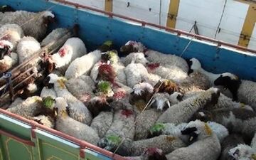 باند ۸ نفره سرقت احشام در خراسان جنوبی دستگیر شدند