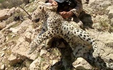 ویدیو/ فوق العاده دیدنی درگیری پلنگ و جوجه تیغی! 