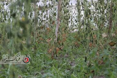 خسارت وارده به زراعت استاد اصفهان 